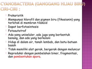  Prokariotik
 Mempunyai klorofil dan pigmen biru (fikosianin) yang
terletak di membran tilakoid
 Dapat berfotosintesis
 Fotoautotrof
 Ada yang uniseluler, ada juga yang berbentuk
benang, dan ada yang berkoloni
 Hidup di dalam air, tanah lembab, dan batu-batuan
basah
 Tidak memiliki alat gerak, bergerak dengan meluncur
 Reproduksi dengan pembelahan biner, fragmentasi,
dan pembentukan spora.
 