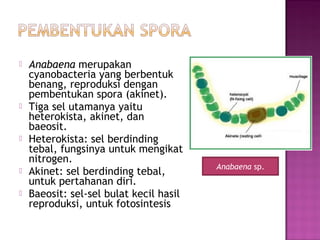  Anabaena merupakan
cyanobacteria yang berbentuk
benang, reproduksi dengan
pembentukan spora (akinet).
 Tiga sel utamanya yaitu
heterokista, akinet, dan
baeosit.
 Heterokista: sel berdinding
tebal, fungsinya untuk mengikat
nitrogen.
 Akinet: sel berdinding tebal,
untuk pertahanan diri.
 Baeosit: sel-sel bulat kecil hasil
reproduksi, untuk fotosintesis
Anabaena sp.
 