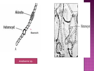 Anabaena sp.
Baeosit
 