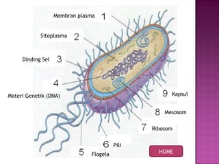 HOME
Membran plasma
Sitoplasma
Dinding Sel
Materi Genetik (DNA)
Flagela
Pili
Ribosom
Mesosom
Kapsul
 