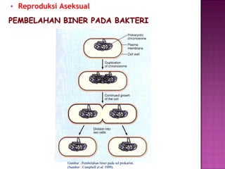 • Reproduksi Aseksual
 