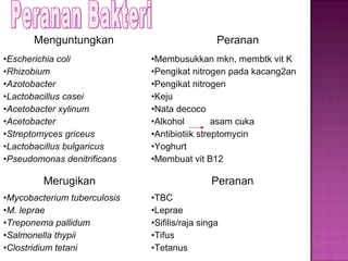 Menguntungkan Peranan
•Escherichia coli
•Rhizobium
•Azotobacter
•Lactobacillus casei
•Acetobacter xylinum
•Acetobacter
•Streptomyces griceus
•Lactobacillus bulgaricus
•Pseudomonas denitrificans
•Membusukkan mkn, membtk vit K
•Pengikat nitrogen pada kacang2an
•Pengikat nitrogen
•Keju
•Nata decoco
•Alkohol asam cuka
•Antibiotiik streptomycin
•Yoghurt
•Membuat vit B12
Merugikan Peranan
•Mycobacterium tuberculosis
•M. leprae
•Treponema pallidum
•Salmonella thypii
•Clostridium tetani
•TBC
•Leprae
•Sifilis/raja singa
•Tifus
•Tetanus
 