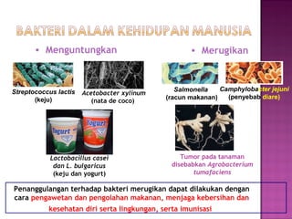 • Menguntungkan • Merugikan
Tumor pada tanaman
disebabkan Agrobacterium
tumafaciens
Salmonella
(racun makanan)
Camphylobacter jejuni
(penyebab diare)
Streptococcus lactis
(keju)
Lactobacillus casei
dan L. bulgaricus
(keju dan yogurt)
Acetobacter xylinum
(nata de coco)
Penanggulangan terhadap bakteri merugikan dapat dilakukan dengan
cara pengawetan dan pengolahan makanan, menjaga kebersihan dan
kesehatan diri serta lingkungan, serta imunisasi
 