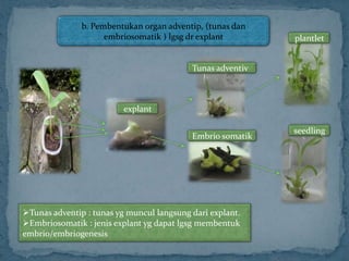 b. Pembentukan organ adventip, (tunas dan
embriosomatik ) lgsg dr explant
explant
Tunas adventiv
Embrio somatik
plantlet
seedling
Tunas adventip : tunas yg muncul langsung dari explant.
Embriosomatik : jenis explant yg dapat lgsg membentuk
embrio/embriogenesis
 