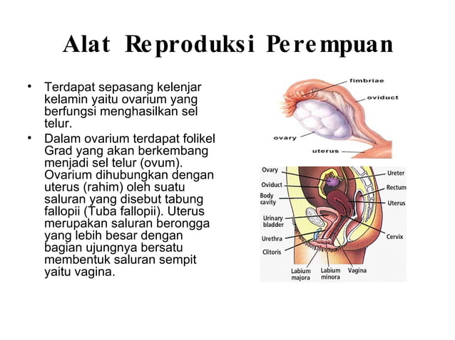Bab Iv Reproduksi (C) | PPT