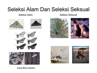 Seleksi Alam Dan Seleksi Seksual
    Seleksi Alam            Seleksi Seksual




   Kupu2 Biston betularia
 