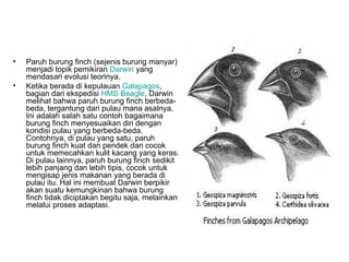 •   Paruh burung finch (sejenis burung manyar)
    menjadi topik pemikiran Darwin yang
    mendasari evolusi teorinya.
•   Ketika berada di kepulauan Galapagos,
    bagian dari ekspedisi HMS Beagle, Darwin
    melihat bahwa paruh burung finch berbeda-
    beda, tergantung dari pulau mana asalnya.
    Ini adalah salah satu contoh bagaimana
    burung finch menyesuaikan diri dengan
    kondisi pulau yang berbeda-beda.
    Contohnya, di pulau yang satu, paruh
    burung finch kuat dan pendek dan cocok
    untuk memecahkan kulit kacang yang keras.
    Di pulau lainnya, paruh burung finch sedikit
    lebih panjang dan lebih tipis, cocok untuk
    mengisap jenis makanan yang berada di
    pulau itu. Hal ini membuat Darwin berpikir
    akan suatu kemungkinan bahwa burung
    finch tidak diciptakan begitu saja, melainkan
    melalui proses adaptasi.
 