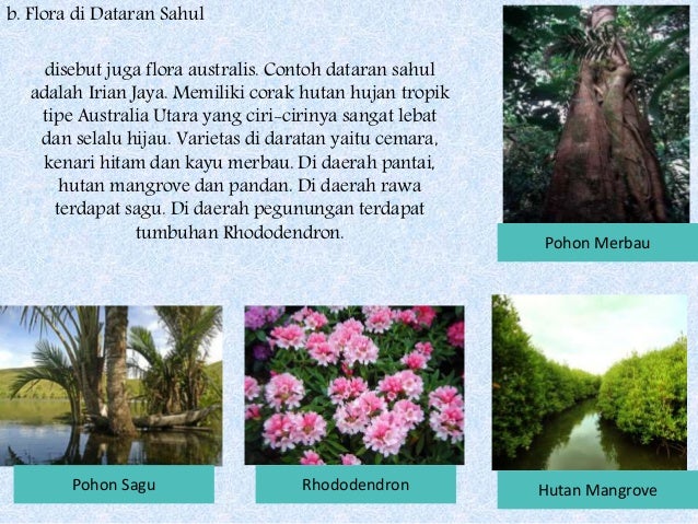 9200 Gambar Flora Tipe Peralihan Beserta Namanya Gratis