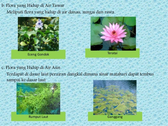 9200 Gambar Flora Tipe Peralihan Beserta Namanya Gratis