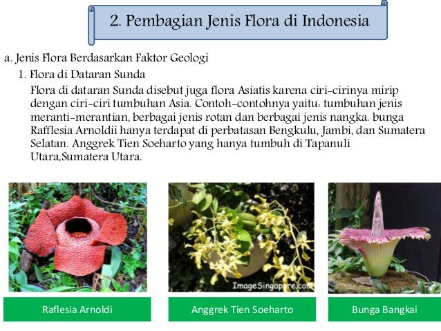 Download 980 Koleksi Gambar Flora Asiatis Australis Dan Peralihan Paling Baru 