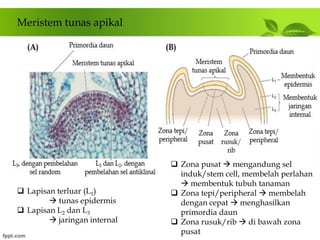 Pertumbuhan dan Perkembangan Tanaman | PDF