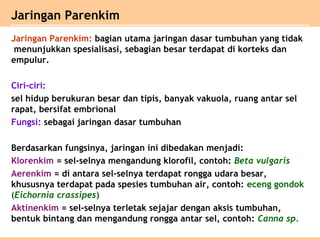 Jaringan Parenkim: bagian utama jaringan dasar tumbuhan yang tidak
menunjukkan spesialisasi, sebagian besar terdapat di korteks dan
empulur.
Ciri-ciri:
sel hidup berukuran besar dan tipis, banyak vakuola, ruang antar sel
rapat, bersifat embrional
Fungsi: sebagai jaringan dasar tumbuhan
Berdasarkan fungsinya, jaringan ini dibedakan menjadi:
Klorenkim = sel-selnya mengandung klorofil, contoh: Beta vulgaris
Aerenkim = di antara sel-selnya terdapat rongga udara besar,
khususnya terdapat pada spesies tumbuhan air, contoh: eceng gondok
(Eichornia crassipes)
Aktinenkim = sel-selnya terletak sejajar dengan aksis tumbuhan,
bentuk bintang dan mengandung rongga antar sel, contoh: Canna sp.
Jaringan Parenkim
 