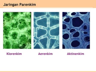 Klorenkim Aerenkim Aktinenkim
Jaringan Parenkim
 