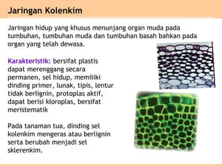 Jaringan hidup yang khusus menunjang organ muda pada
tumbuhan, tumbuhan muda dan tumbuhan basah bahkan pada
organ yang telah dewasa.
Jaringan Kolenkim
Karakteristik: bersifat plastis
dapat merenggang secara
permanen, sel hidup, memiliki
dinding primer, lunak, tipis, lentur
tidak berlignin, protoplas aktif,
dapat berisi kloroplas, bersifat
meristematik
Pada tanaman tua, dinding sel
kolenkim mengeras atau berlignin
serta berubah menjadi sel
sklerenkim.
 