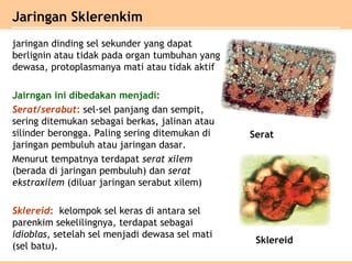 jaringan dinding sel sekunder yang dapat
berlignin atau tidak pada organ tumbuhan yang
dewasa, protoplasmanya mati atau tidak aktif
Jairngan ini dibedakan menjadi:
Serat/serabut: sel-sel panjang dan sempit,
sering ditemukan sebagai berkas, jalinan atau
silinder berongga. Paling sering ditemukan di
jaringan pembuluh atau jaringan dasar.
Menurut tempatnya terdapat serat xilem
(berada di jaringan pembuluh) dan serat
ekstraxilem (diluar jaringan serabut xilem)
Sklereid: kelompok sel keras di antara sel
parenkim sekelilingnya, terdapat sebagai
idioblas, setelah sel menjadi dewasa sel mati
(sel batu).
Jaringan Sklerenkim
Serat
Sklereid
 