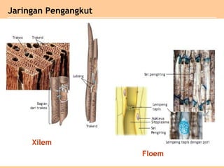 Xilem
Floem
Jaringan Pengangkut
 