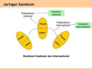 Floem
xilem
Floem
xilem
xilem
Floem
Prokambium
vasikular
Prokambium
intervasikular
Kambium
vasikular
Kambium
intervasikular
Kambium Vasikular dan Intervasikular
Jaringan Kambium
 
