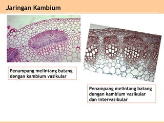 Penampang melintang batang
dengan kambium vasikular
Jaringan Kambium
Penampang melintang batang
dengan kambium vasikular
dan intervasikular
 