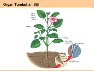 Organ Tumbuhan Biji
 