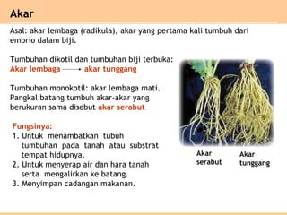 Akar
Asal: akar lembaga (radikula), akar yang pertama kali tumbuh dari
embrio dalam biji.
Tumbuhan dikotil dan tumbuhan biji terbuka:
Akar lembaga akar tunggang
Tumbuhan monokotil: akar lembaga mati.
Pangkal batang tumbuh akar-akar yang
berukuran sama disebut akar serabut
Akar
serabut
Akar
tunggang
Fungsinya:
1. Untuk menambatkan tubuh
tumbuhan pada tanah atau substrat
tempat hidupnya.
2. Untuk menyerap air dan hara tanah
serta mengalirkan ke batang.
3. Menyimpan cadangan makanan.
 
