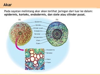 Akar
Pada sayatan melintang akar akan terlihat jaringan dari luar ke dalam:
epidermis, korteks, endodermis, dan stele atau silinder pusat.
 