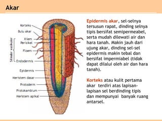 Akar
Epidermis akar, sel-selnya
tersusun rapat, dinding selnya
tipis bersifat semipermeabel,
serta mudah dilewati air dan
hara tanah. Makin jauh dari
ujung akar, dinding sel-sel
epidermis makin tebal dan
bersifat impermiabel (tidak
dapat dilalui oleh air dan hara
tanah).
Korteks atau kulit pertama
akar terdiri atas lapisan-
lapisan sel berdinding tipis
dan mempunyai banyak ruang
antarsel.
 