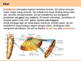 Endodermis merupakan lapisan terdalam korteks. Sel-selnya tersusun
rapat, tanpa ruang antarsel. Sel endodermis muda dinding selnya tipis
dan bersifat semipermeabel. Sel-sel endodermis tua mengalami
penebalan zat gabus atau suberin. Di bawah mikroskop, penebalan ini
tampak seperti titik-titik gabus, disebut pita Caspary.
Untuk menjaga agar air tetap dapat masuk ke silinder pusat, sel-sel
endodermis yang letaknya segaris dengan xilem, dindingnya tidak
mengalami penebalan. Sel-sel ini disebut sel peresap atau sel penerus.
Akar
 