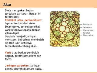 Stele merupakan bagian
terdalam dari akar. Bagian ini
terdiri atas:
Perisikel atau perikambium:
lapisan terluar dari stele.
Selanjutnya, sel-sel perisikel
yang letaknya segaris dengan
xilem dapat
berubah menjadi jaringan
meristem. Sel-selnya membelah
ke arah luar, akhirnya
terbentuklah cabang akar.
Vasis atau berkas pembuluh
angkut, terdiri atas xilem dan
foem.
Jaringan parenkim, jaringan
pengisi daerah di antara vasis.
Akar
 