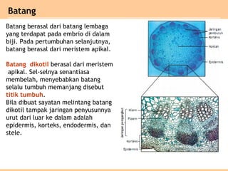 Batang berasal dari batang lembaga
yang terdapat pada embrio di dalam
biji. Pada pertumbuhan selanjutnya,
batang berasal dari meristem apikal.
Batang dikotil berasal dari meristem
apikal. Sel-selnya senantiasa
membelah, menyebabkan batang
selalu tumbuh memanjang disebut
titik tumbuh.
Bila dibuat sayatan melintang batang
dikotil tampak jaringan penyusunnya
urut dari luar ke dalam adalah
epidermis, korteks, endodermis, dan
stele.
Batang
 