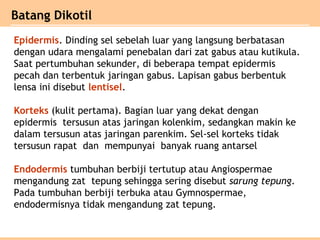 Batang Dikotil
Epidermis. Dinding sel sebelah luar yang langsung berbatasan
dengan udara mengalami penebalan dari zat gabus atau kutikula.
Saat pertumbuhan sekunder, di beberapa tempat epidermis
pecah dan terbentuk jaringan gabus. Lapisan gabus berbentuk
lensa ini disebut lentisel.
Korteks (kulit pertama). Bagian luar yang dekat dengan
epidermis tersusun atas jaringan kolenkim, sedangkan makin ke
dalam tersusun atas jaringan parenkim. Sel-sel korteks tidak
tersusun rapat dan mempunyai banyak ruang antarsel
Endodermis tumbuhan berbiji tertutup atau Angiospermae
mengandung zat tepung sehingga sering disebut sarung tepung.
Pada tumbuhan berbiji terbuka atau Gymnospermae,
endodermisnya tidak mengandung zat tepung.
 