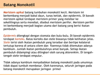 Batang Monokotil
Meristem apikal batang tumbuhan monokotil kecil. Meristem ini
berkembang menjadi bakal daun, tunas ketiak, dan epidermis. Di bawah
meristem apikal terdapat meristem primer yang melebar ke
sekelilingnya serta menebal, disebut meristem perifer. Meristem perifer
ini berkembang menjadi bagian utama dari batang yang berisi ikatan
pembuluh.
Epidermis dilengkapi dengan stomata dan bulu-bulu. Di bawah epidermis
terdapat korteks. Batas korteks dan stele biasanya tidak kelihatan jelas.
Stele terisi oleh ikatan pembuluh yang tersebar dan bertipe kolateral
tertutup karena di antara xilem dan floemnya tidak ditemukan adanya
kambium. Jumlah ikatan pembuluhnya amat banyak. Setiap ikatan
pembuluh didampingi atau dilingkari oleh sarung sklerenkim. Di tengah-
tengah stele terdapat empulur.
Tidak adanya kambium menyebabkan batang monokotil pada umumnya
tidak dapat tumbuh membesar. Oleh karenanya, seluruh jaringan pada
batang monokotil merupakan jaringan primer
 