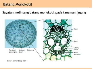 Batang Monokotil
Sayatan melintang batang monokotil pada tanaman jagung
 