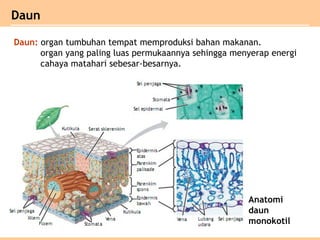 Daun
Daun: organ tumbuhan tempat memproduksi bahan makanan.
organ yang paling luas permukaannya sehingga menyerap energi
cahaya matahari sebesar-besarnya.
Anatomi
daun
monokotil
 