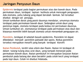 Epidermis terdapat pada bagian permukaan atas dan bawah daun. Pada
permukaan daun, terdapat lapisan kutikula untuk mencegah penguapan.
Ada stomata, yaitu lubang yang dapat berubah bentuk. Sel tersebut
disebut dengan sel penjaga.
Untuk tumbuhan darat yang posisi daunnya mendatar, umumnya stomata
terdapat pada permukaan bawah daun. Sedangkan untuk daun yang
posisinya tegak, stomata terdapat pada kedua sisi permukaan daunnya.
Untuk tumbuhan air, stomatanya terdapat pada permukaan atas daun dan
biasanya memiliki lebih banyak stomata untuk menambah penguapan air.
Parenkim, terdapat di sebelah bawah epidermis. Parenkim ini dapat
dibedakan menjadi parenkim palisade dan spons. Kedua parenkim
tersebut merupakan mesofil yang banyak terdapat klorofil
Ikatan Pembuluh, terdiri atas xilem dan floem. Ikatan ini terdapat di
dalam tulang-tulang atau urat daun, yang tampak menonjol pada
permukaan bawah daun. Ikatan pembuluh ini merupakan lanjutan ikatan
pembuluh pada batang dan akan berakhir pada celah kecil yang terdapat
pada tepi daun. Celah ini disebut hidatoda.
Jaringan Penyusun Daun
 