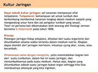 Kultur Jaringan
Dasar teknik kultur jaringan: sel tanaman mempunyai sifat
totipotensi. Totipotensi: kemampuan sel untuk tumbuh dan
berkembang membentuk tanaman lengkap dalam medium aseptik yang
mengandung unsur hara dan zat pengatur tumbuh yang sesuai.
Teori ini pertama kali dikemukakan oleh seorang ahli fisiologi Jerman
bernama G.Heberlandt pada tahun 1898.
Prinsip:
Potongan jaringan hidup (eksplan), diisolasi dari suatu organisme dan
ditumbuhkan selama waktu tertentu dalam medium nutrisi. Eksplan
dapat diambil dari jaringan meristem, misalnya ujung akar, tunas, atau
kecambah.
Pelaksanaan sama dengan menyetek, yaitu memindahkan bagian lain
dari suatu tumbuhan, dalam hal ini suatu jaringan, dan
menumbuhkannya pada suatu medium. Hanya saja, bagian yang
ditumbuhkan adalah suatu jaringan bukan organ sehingga kita bisa
membuatnya sebanyak yang kita inginkan.
 