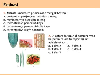 Evaluasi
1. Aktivitas meristem primer akan mengakibatkan ....
a. bertambah panjangnya akar dan batang
b. membesarnya akar dan batang
c. terbentuknya pembuluh kayu
d. terbentuknya pembuluh kulit kayu
e. terbentuknya xilem dan foem
2. Di antara jaringan di samping yang
berperan dalam transportasi zat
adalah nomor ....
a. 1 dan 2 d. 2 dan 4
b. 1 dan 3 e. 3 dan 4
c. 2 dan 3
 