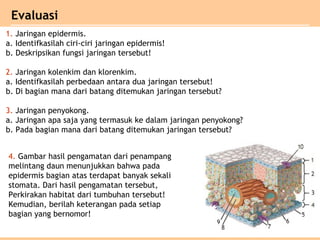 Evaluasi
4. Gambar hasil pengamatan dari penampang
melintang daun menunjukkan bahwa pada
epidermis bagian atas terdapat banyak sekali
stomata. Dari hasil pengamatan tersebut,
Perkirakan habitat dari tumbuhan tersebut!
Kemudian, berilah keterangan pada setiap
bagian yang bernomor!
1. Jaringan epidermis.
a. Identifkasilah ciri-ciri jaringan epidermis!
b. Deskripsikan fungsi jaringan tersebut!
2. Jaringan kolenkim dan klorenkim.
a. Identifkasilah perbedaan antara dua jaringan tersebut!
b. Di bagian mana dari batang ditemukan jaringan tersebut?
3. Jaringan penyokong.
a. Jaringan apa saja yang termasuk ke dalam jaringan penyokong?
b. Pada bagian mana dari batang ditemukan jaringan tersebut?
 