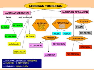 JARINGAN TUMBUHAN
JARINGAN MERISTEM JARINGAN PERMANEN
Asal pembentukLetak
M. Apikal
M. Interkalar
Promeristem
M. Sekunder
M. Primer
M. Lateral
J. EPIDERMIS
J. PARENKIM J. PENYOKONG
J. PENGANGKUT
J. GABUS
XILEM FLOEM
FELEM
FELODERM
AKTINENKIM
AERENKIM
KLORENKIM
KOLENKIM
SKLERENKIM
J. SEDERHANA (J.PRIMER): J.EPIDERMIS -
J. PARENKIM – J. PENYOKONG
J. KOMPLEKS: XILEM - FLOEM
 
