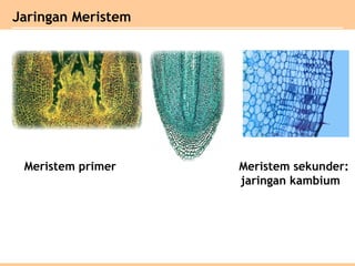 Jaringan Meristem
Meristem primer Meristem sekunder:
jaringan kambium
 