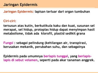 Jaringan Epidermis: lapisan terluar dari organ tumbuhan
Ciri-ciri:
tersusun atas kutin, berkutikula kaku dan kuat, susunan sel
merapat, sel hidup, protoplas hidup dapat menyimpan hasil
metabolisme, tidak ada klorofil, plastid sedikit grana
Fungsi : sebagai pelindung (kehilangan air, transpirasi,
kerusakan mekanik, perubahan suhu, dan sebagainya
Epidermis pada umumnya berlapis tunggal, yang berlapis-
lapis di sebut velamen, seperti pada akar tanaman anggrek.
Jaringan Epidermis
 