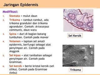 Modifikasi:
1. Stomata = mulut daun
2. Trikoma = rambut-rambut, ada
trikoma granduler dan trikoma
agranduler. Contoh: Artocarpus
communis, daun waru
3. Spina = duri di bagian batang
tumbuhan. Contoh pada mawar
4. Velamen = lapisan sel amati
epidermis, berfungsi sebagai alat
penyimpan air. Contoh pada
Anggrek
5. Sel kipas = alat tambahan sebagai
penyimpan air. Contoh pada
Graminae.
6. Sel kersik = berisi kristal kersik (sel
silika). Contoh pada Graminae
(tebu)
Jaringan Epidermis
Sel Kersik
Trikoma
 