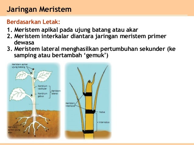 Bab jaringan tumbuhan