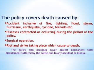 The policy covers death caused by:
Accident inclusive of fire, lighting, flood, storm,
hurricane, earthquake, cyclone, tornado etc.
Diseases contracted or occurring during the period of the
policy.
Surgical operation.
Riot and strike taking place which cause to death.
The policy also provides cover against permanent total
disablement suffered by the cattle due to any accident or illness.
 