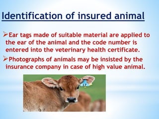 Identification of insured animal
Ear tags made of suitable material are applied to
the ear of the animal and the code number is
entered into the veterinary health certificate.
Photographs of animals may be insisted by the
insurance company in case of high value animal.
 