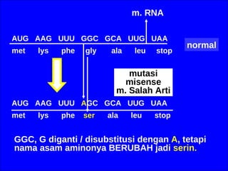 AUG  AAG  UUU  GGC  GCA  UUG  UAA met  lys  phe  gly  ala  leu  stop normal AUG  AAG  UUU  A GC  GCA  UUG  UAA met  lys  phe  ser  ala  leu  stop m. RNA mutasi misense m. Salah Arti GGC, G diganti / disubstitusi dengan  A , tetapi  nama asam aminonya BERUBAH jadi  serin. 