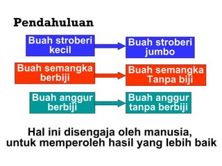 Buah anggur berbiji Buah stroberi jumbo Pendahuluan Buah semangka berbiji Buah semangka Tanpa biji Buah anggur tanpa berbiji Hal ini disengaja oleh manusia,  untuk memperoleh hasil yang lebih baik Buah stroberi kecil 
