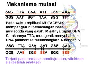 Mekanisme mutasi SSG  TTA  GSA  ATT  GSS  AAA GGS  AAT  SGT  TAA  SGG  TTT Pada waktu  replikasi  MUTAGENIK mempengaruhi pemasangan basa nukleotida yang salah. Misalnya triplet DNA  Cetakannya TTA, mutagenik menyebabkan DNA polimerase memasangkan A dengan S Terjadi pada profase, nondisjuction, sitokinen sis (setelah anafase) SSG TTA GSA AAT GSS AAA GGS AA S SG S SS A SGG SSS 