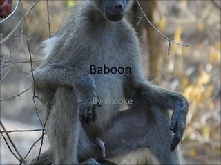 Baboon By Brooke