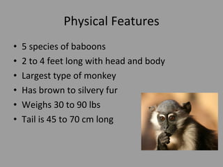 Physical Features 5 species of baboons 2 to 4 feet long with head and body Largest type of monkey Has brown to silvery fur Weighs 30 to 90 lbs Tail is 45 to 70 cm long