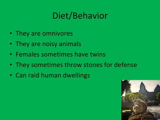 Diet/Behavior They are omnivores They are noisy animals Females sometimes have twins They sometimes throw stones for defense Can raid human dwellings